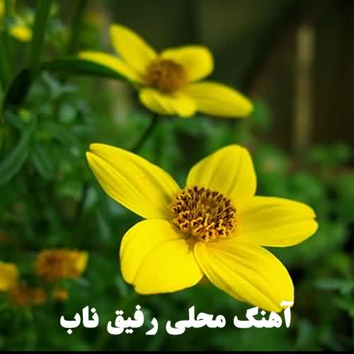 رفیق ناب امید مهدی زاده