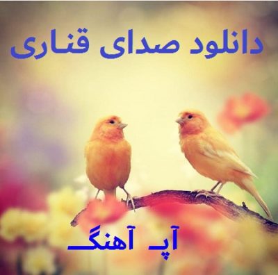 دانلود صدای قناری