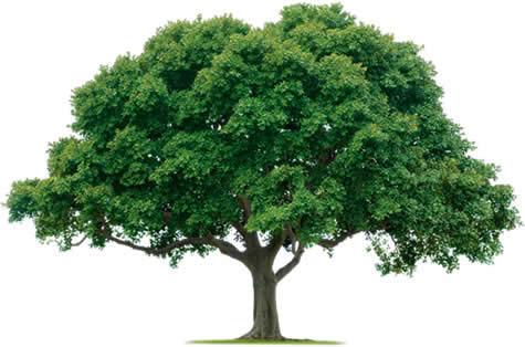 فضلیجه هلیکوپتر