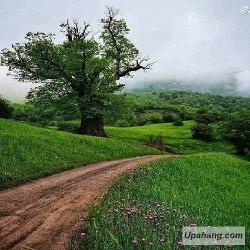 اصل رپ بازیچه