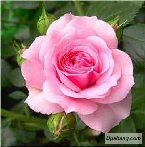 اصل رپ پدر خوانده