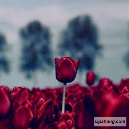 اصل رپ پیکار
