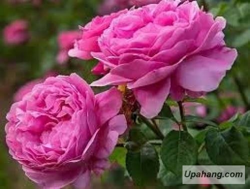 اصل رپ زخم 2