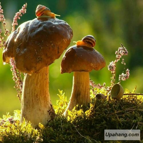 اسما ار بی تک عاشک