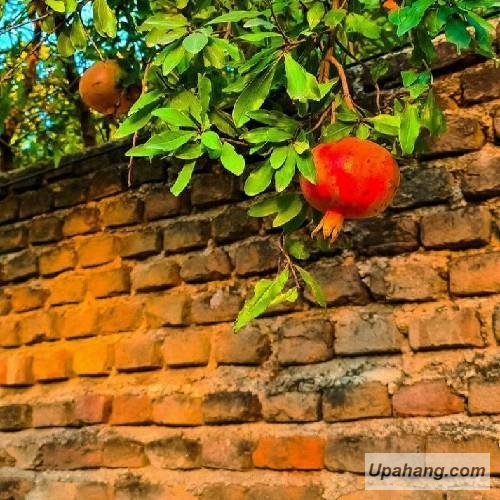 دانلود آهنگ نبض ساعت اورهان خیاوی
