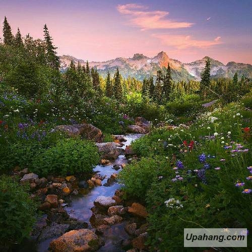 زید و جیلان آلین یازیم