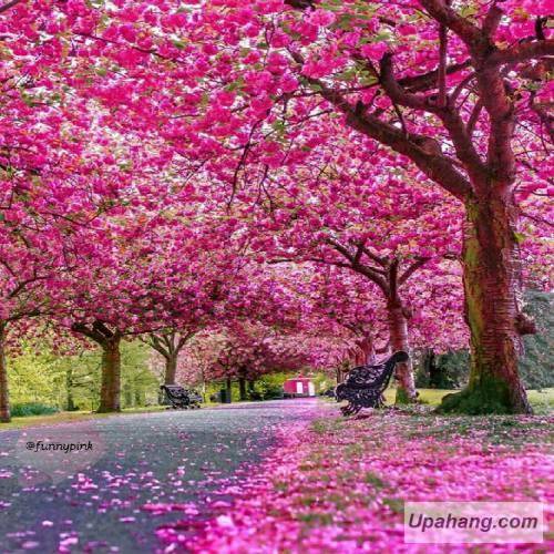 دانلود آهنگ دلبر علی میرزایی