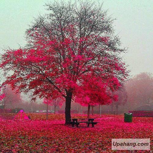 دانلود آهنگ دنیا همینه حسین رحمانی