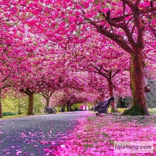 دانلود آهنگ تِلاھیں شار وحید ترکش