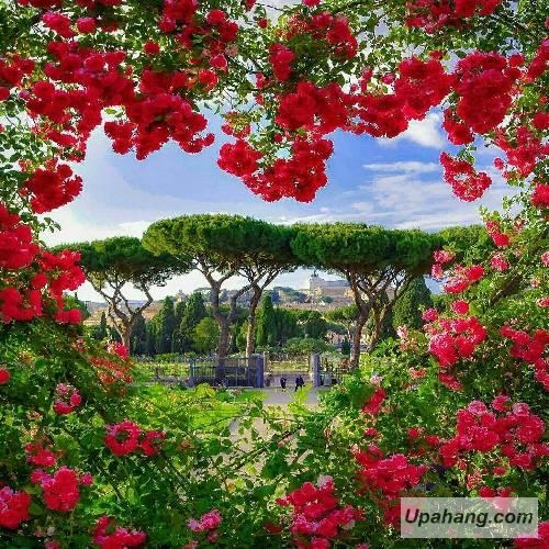 سجاد باغنده نه بهلی بمیرم