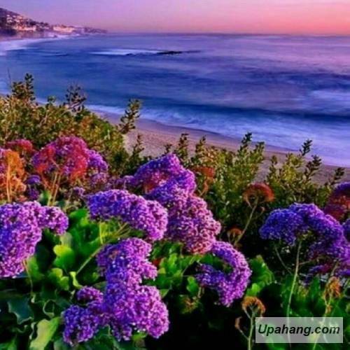 شهریار کریمی هف دسمال