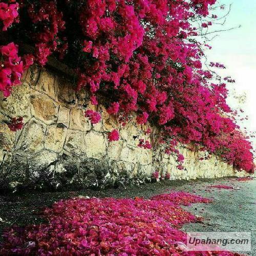 سینا پرهیز کرماشانی 2