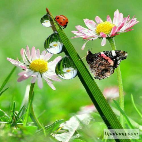 دانلود آهنگ برار میثم حسینی