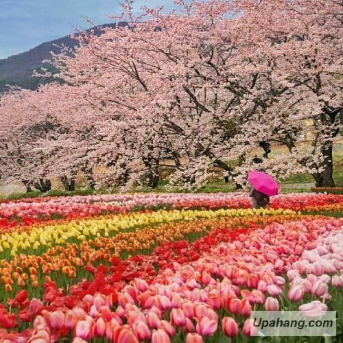 الیف شن و فوات باهچه جی ایسلانمادیک