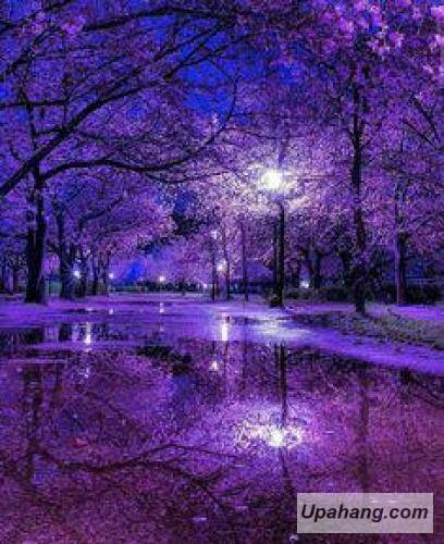 نازرین ایلاهی