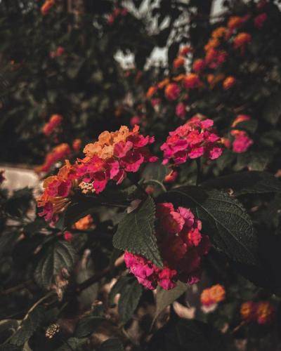 دانلود آهنگ نفس نفس به یادتم من کار دله