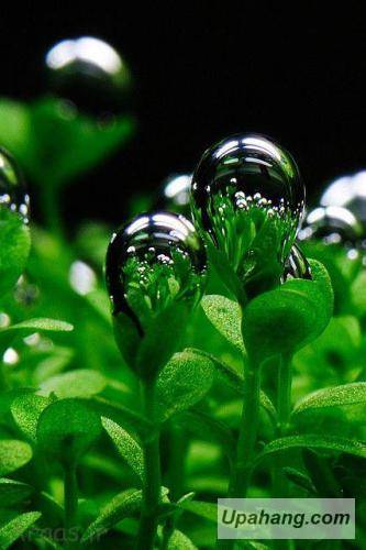 دانلود آهنگ  گل بختیاری عباس طاهری