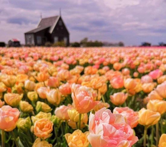 دانلود ریمیکس های جنگه جنگه دسته به تفنگه رامین نبی پور