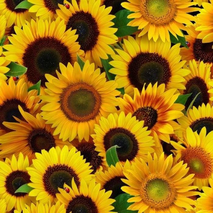 اهنگ تماشا شادمهر با صدای مهستی