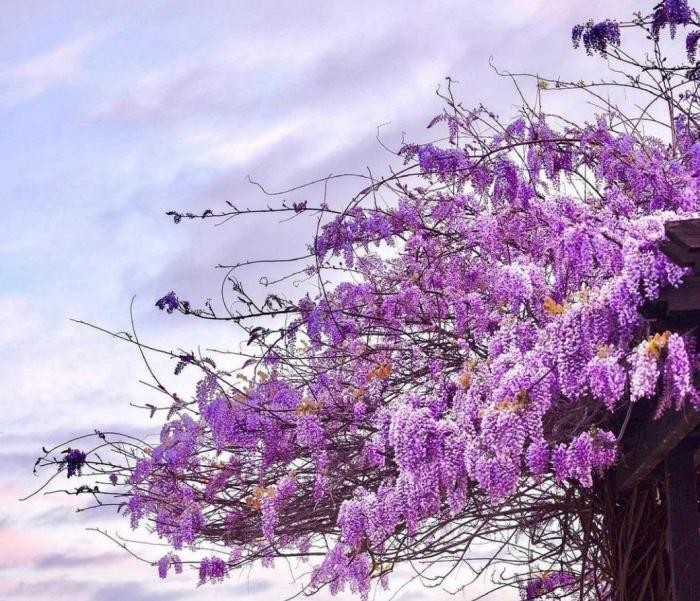 شایع بابا به به