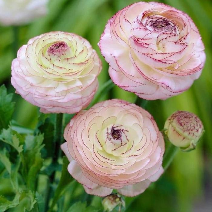 دانلود آهنگ شدم یه خسته ی بی ذوق چند وقته که با دردام رفیقم