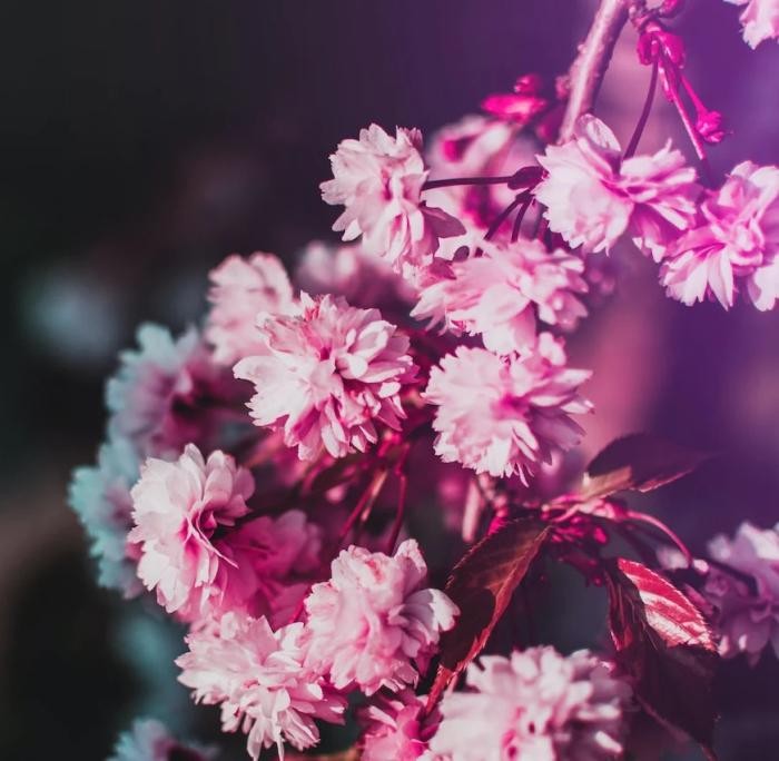 دانلود آهنگ یالله کوروش و بهزاد لیتو
