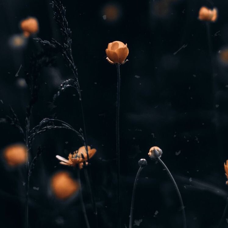 دانلود آهنگ نه ایمون داره نه دل داره نه دین داره یارم