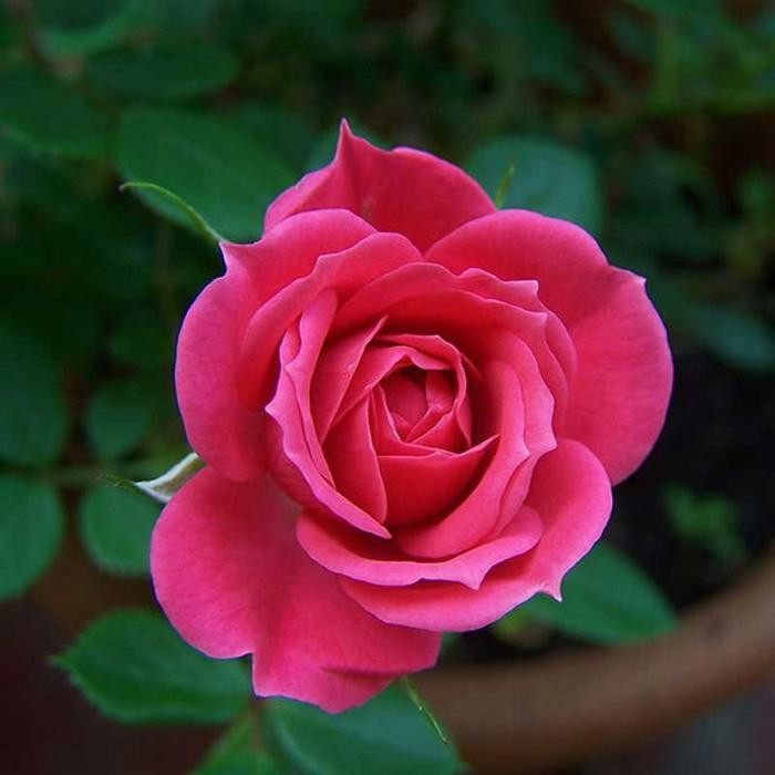 دانلود آهنگ حالا که نمیای پای من گفتی نمیای ما به هم زرتی خوبیام