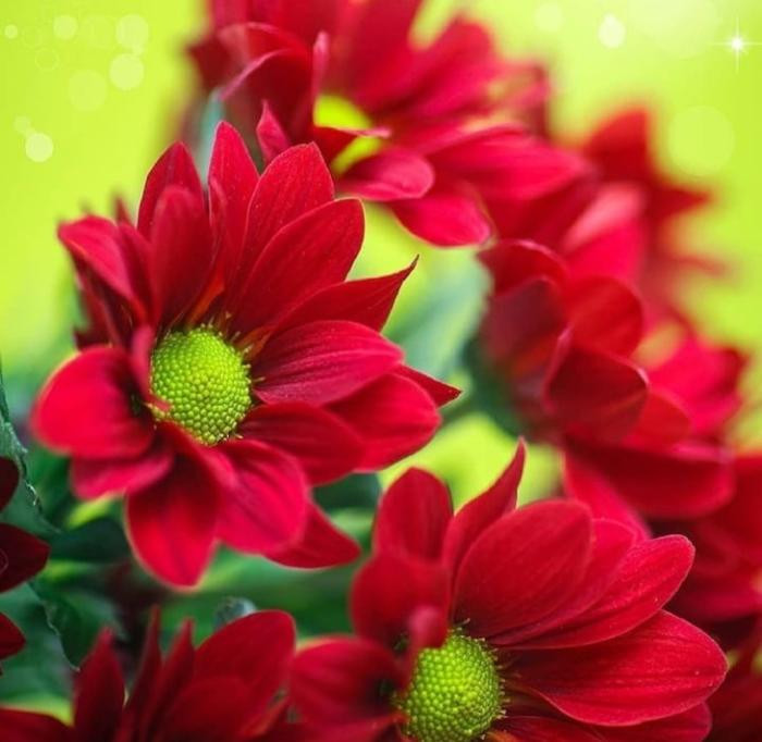 دانلود آهنگ خودت نیستی تو جلو اونا یه بای پولاره بای پولاره بای پولار