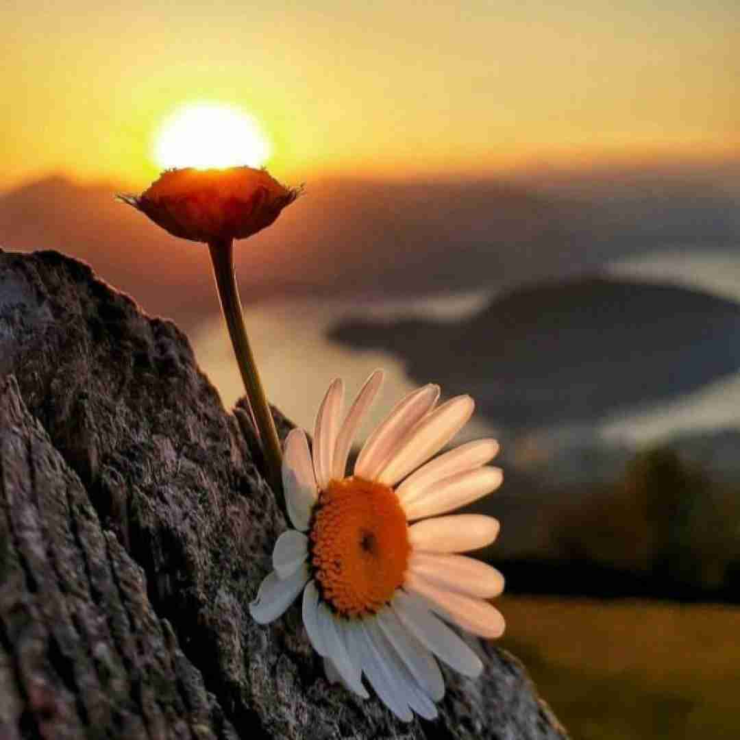 دانلود آهنگ زندم چون معتاده‌ مولکولام به عشق