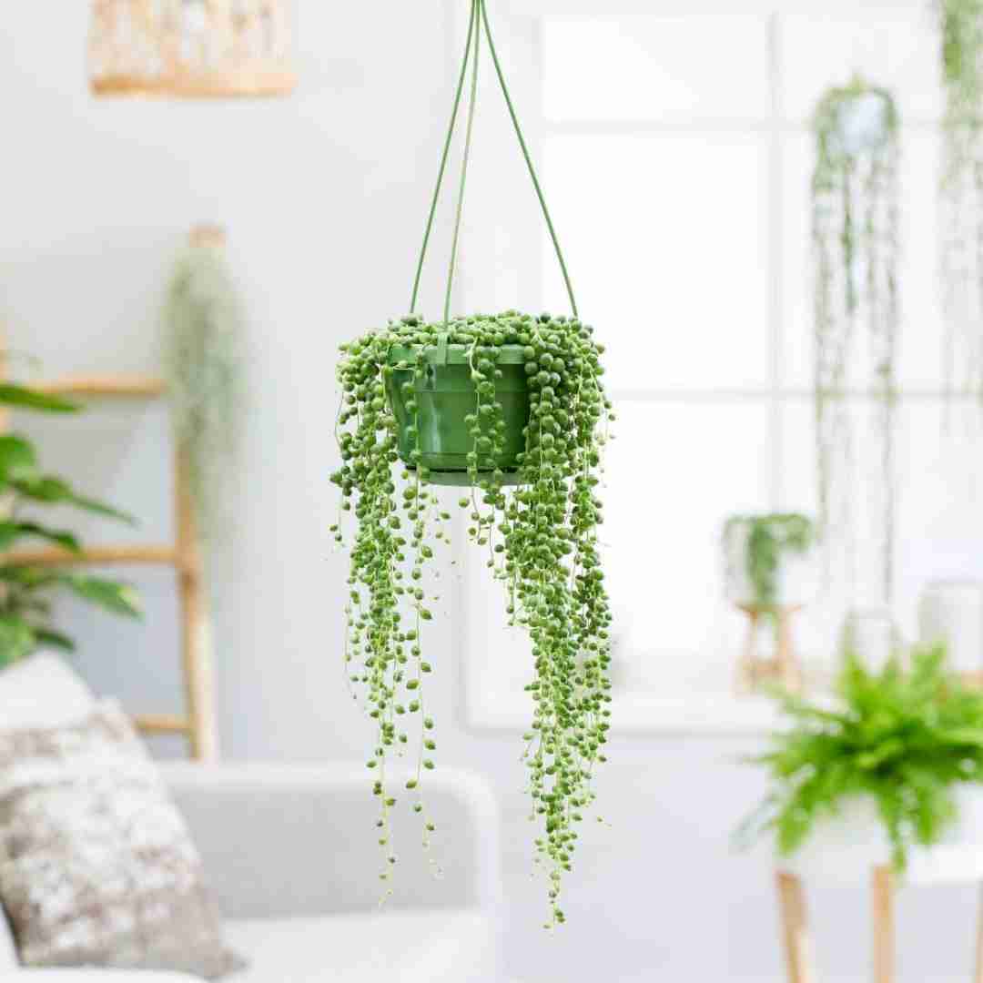 دانلود آهنگ میزنه یه روز از پشت تو رو دوست صمیمیت