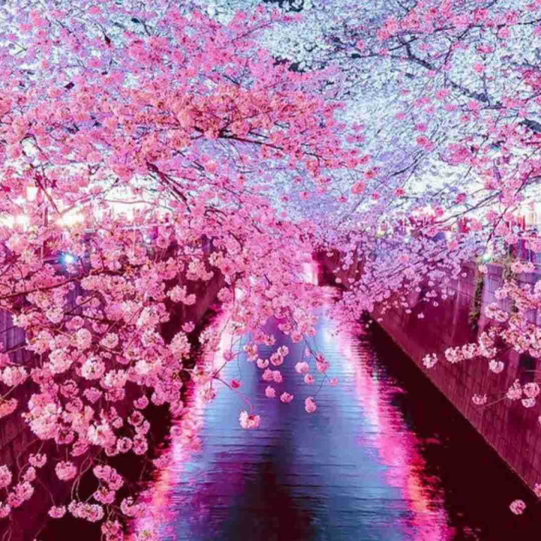دانلود آهنگ رفتوم به باغ یاروم نبیده یار جومه زردم رنگم پریده
