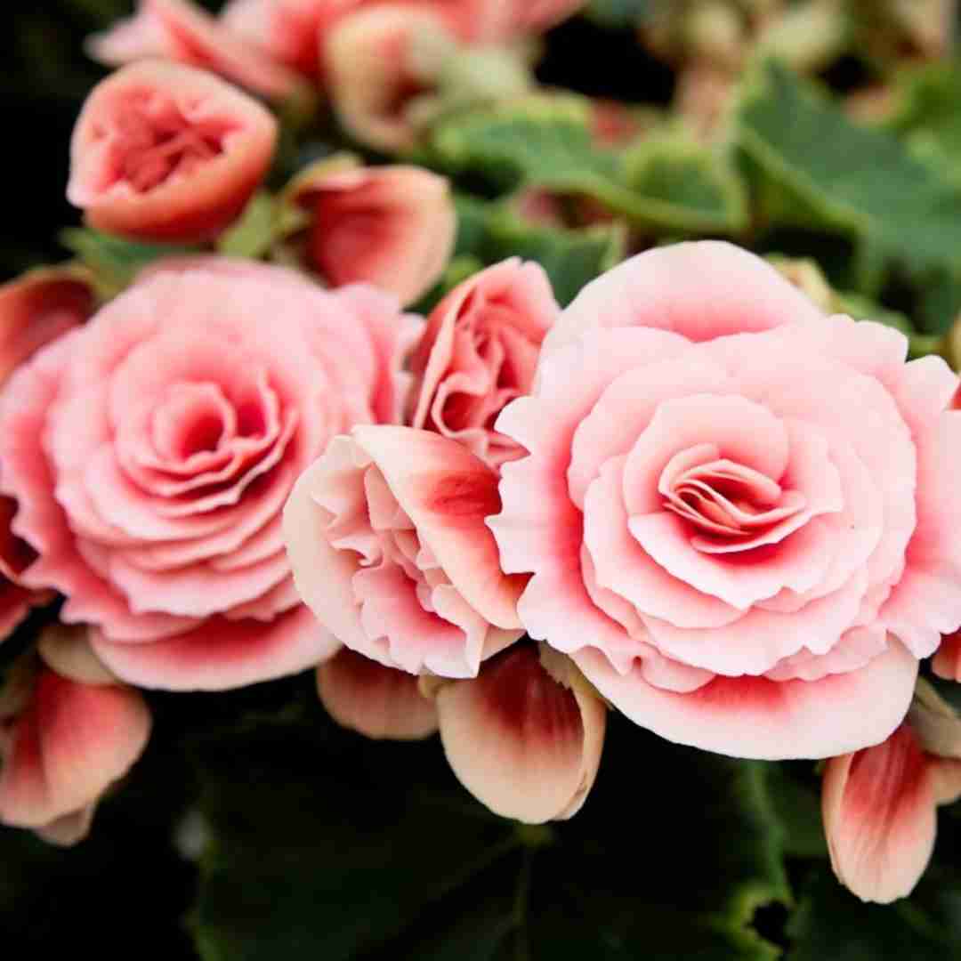 دانلود آهنگ در روزگاران جدید مردمی بودن رو زمین