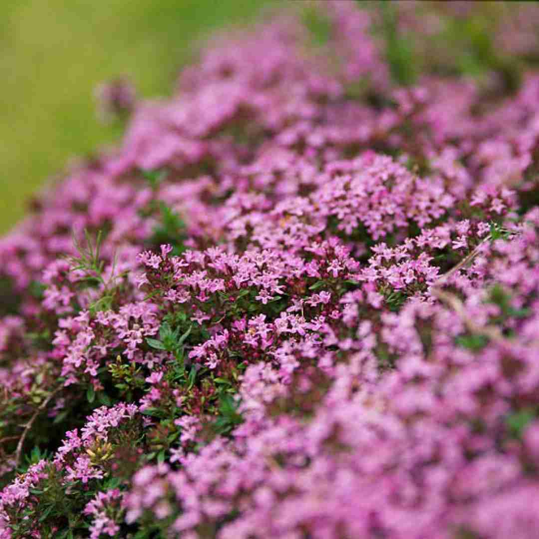 دانلود آهنگ دیوونه تو چشمای من زل نزن چرا دشمنی با صدای پسر اینستایی