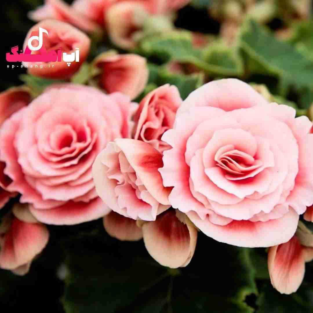 دانلود آهنگ چشاش مث نوره وقتی شب تاره موهاش بلنده