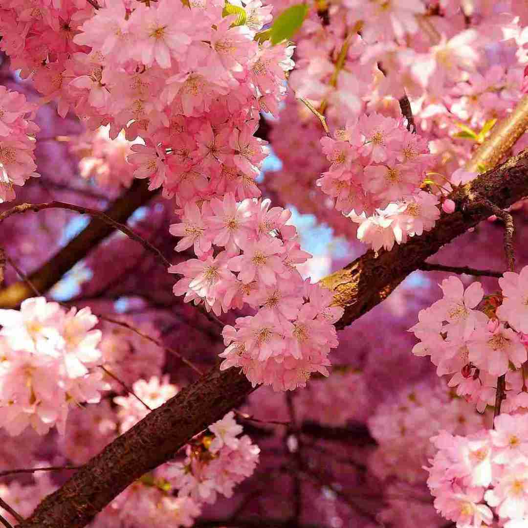 دانلود آهنگ  ای ابر بهارم ببار روی سرم که من از همه (هوش مصنوعی)