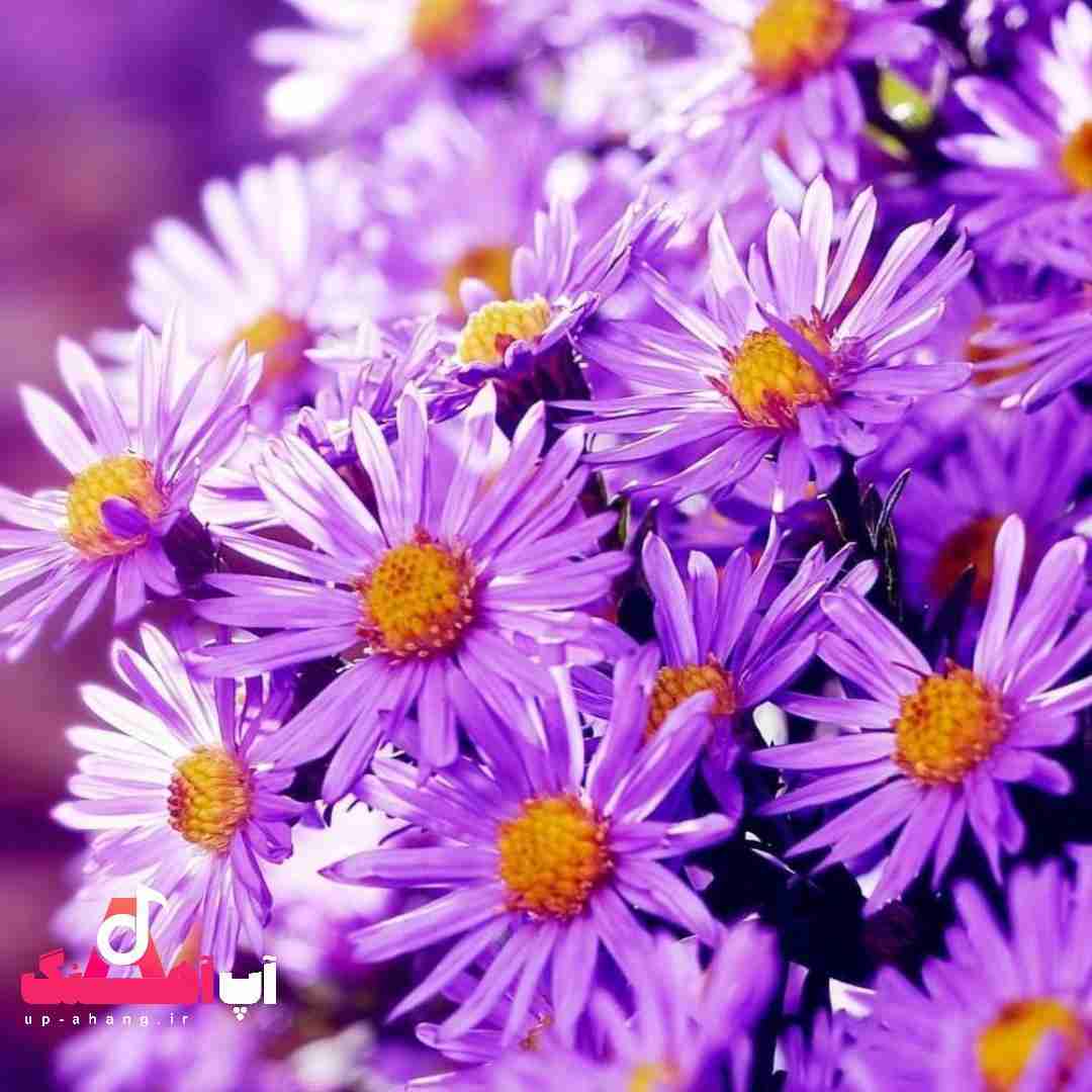 دانلود آهنگ در شکار معرفت با عشق پیمان بسته ایم در میان