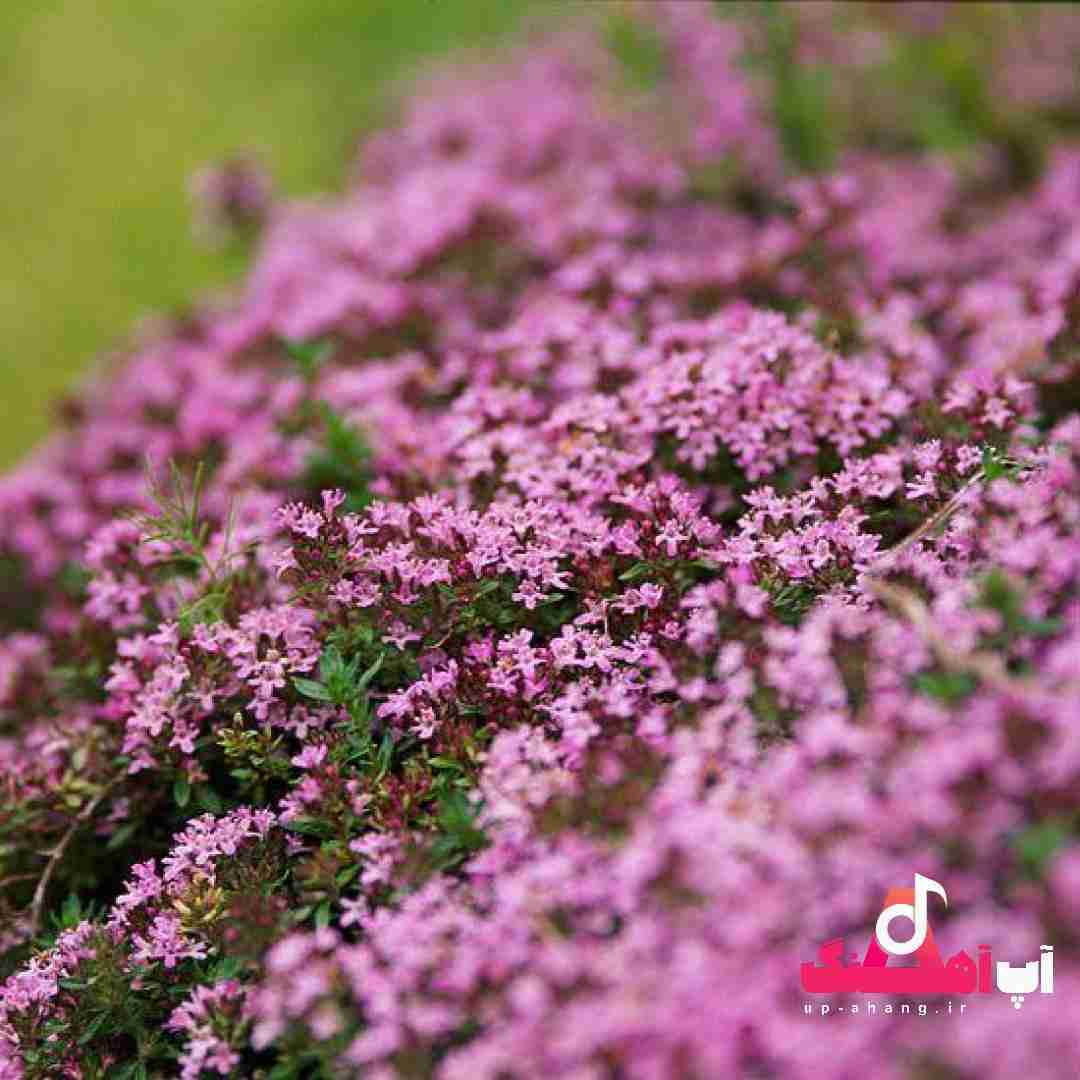 دانلود آهنگ حیف دوره اون روزی که حال دل خوبه از وقتی