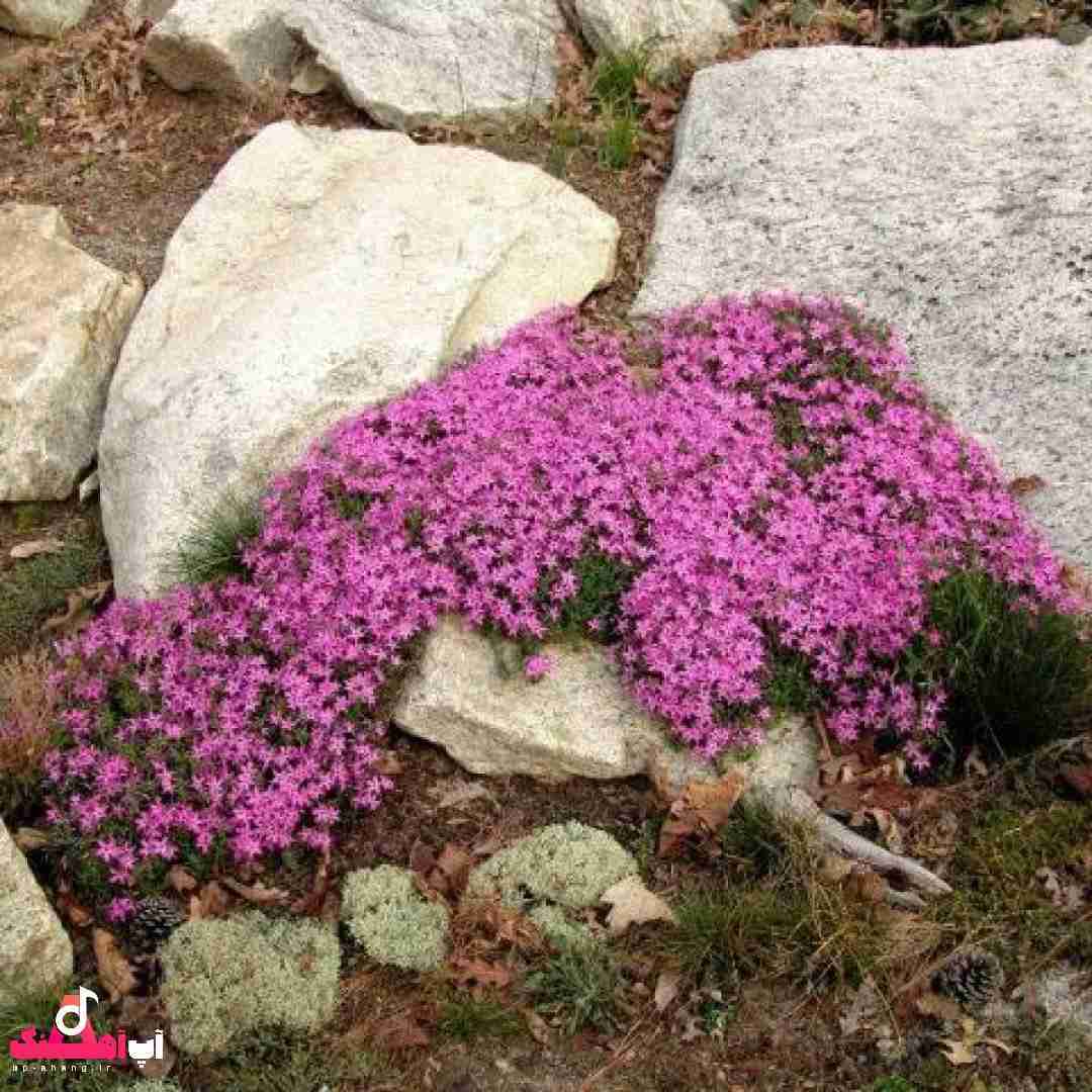 دانلود آهنگ تن بده به صحنه شکنجه نفس تن بده به عرصه ای که جنگه