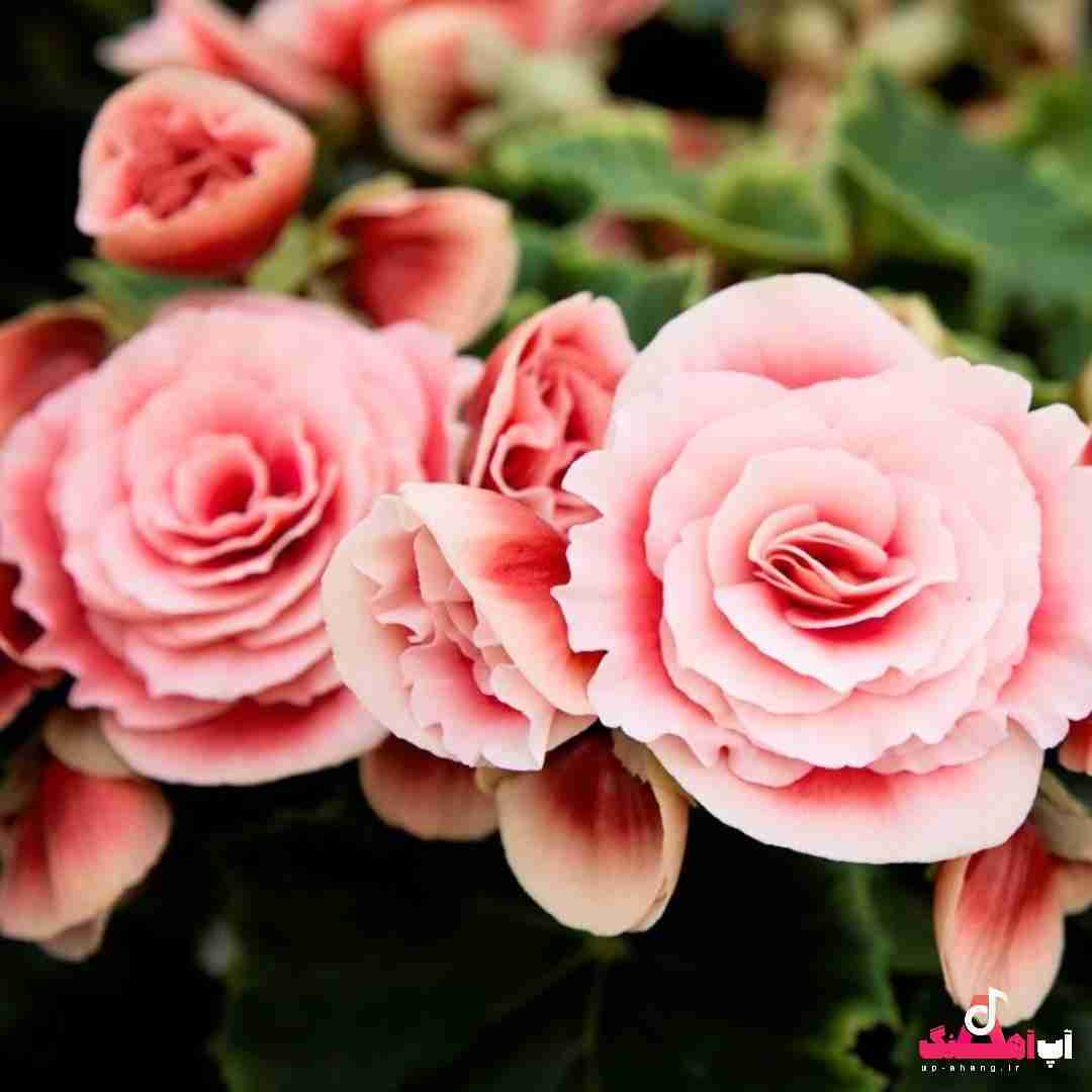 دانلود آهنگ از زمین زرد شد نهال یخ ولی تو خاکو میخواستی