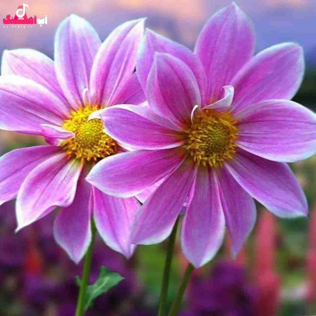 دانلود آهنگ اولین نفر بود که با موزیکام حال میکرد