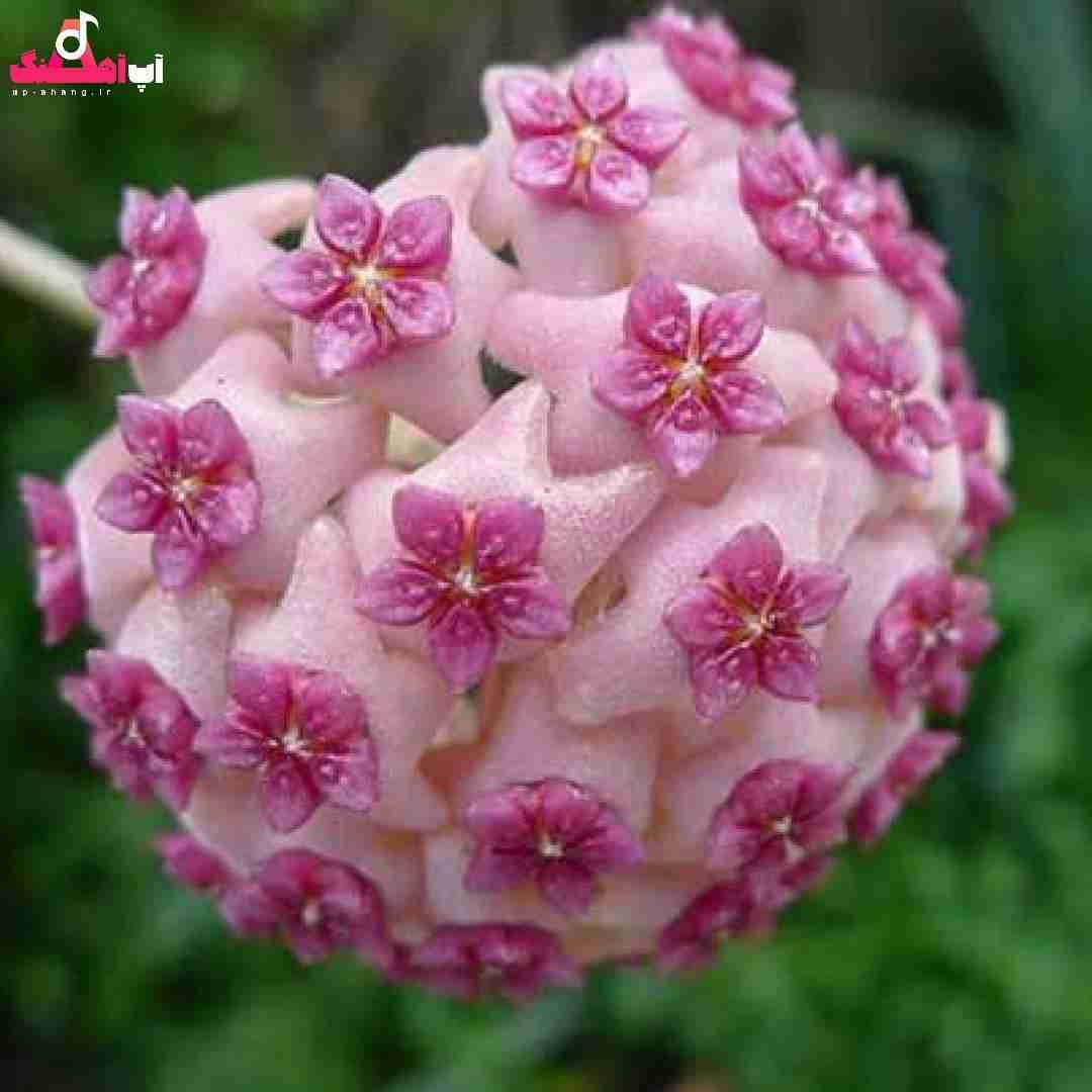 دانلود آهنگ قول دادم برا تو بمونم همیشه