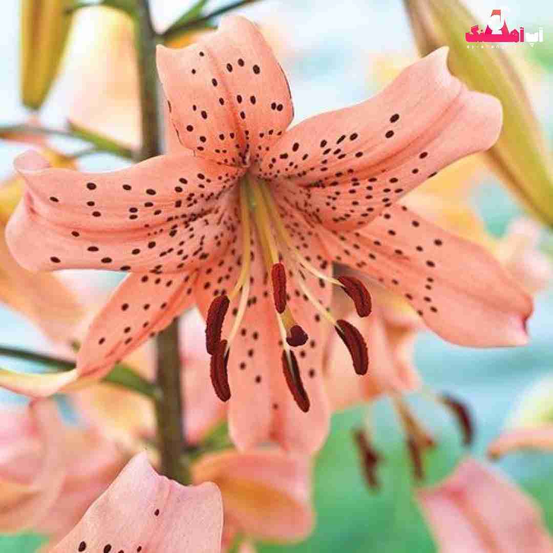 دانلود آهنگ میان دنبالم با بالگرد ا پایتخت دستمونه بدجور