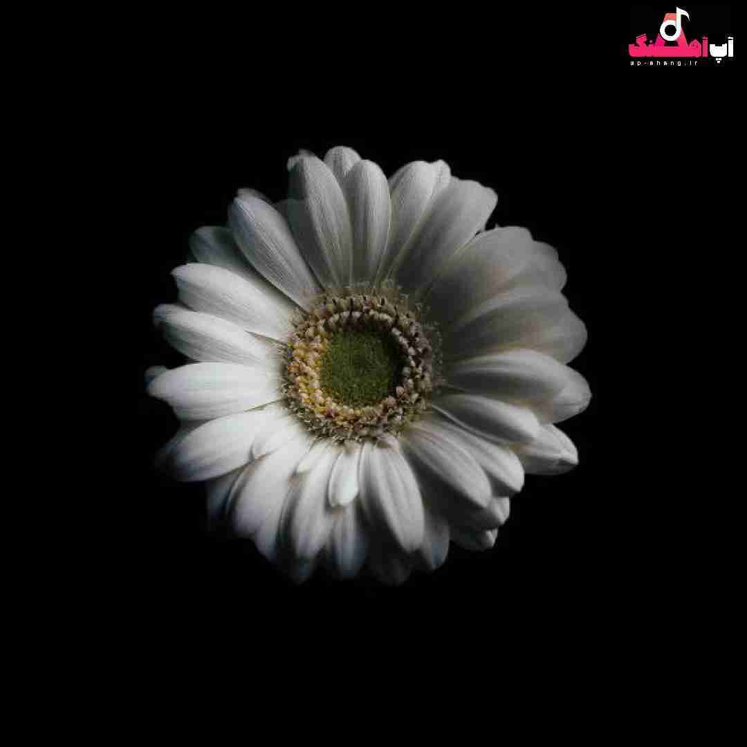 دانلود آهنگ قلبم اندازش هیمالیاست شاید تو یه روز بارونی
