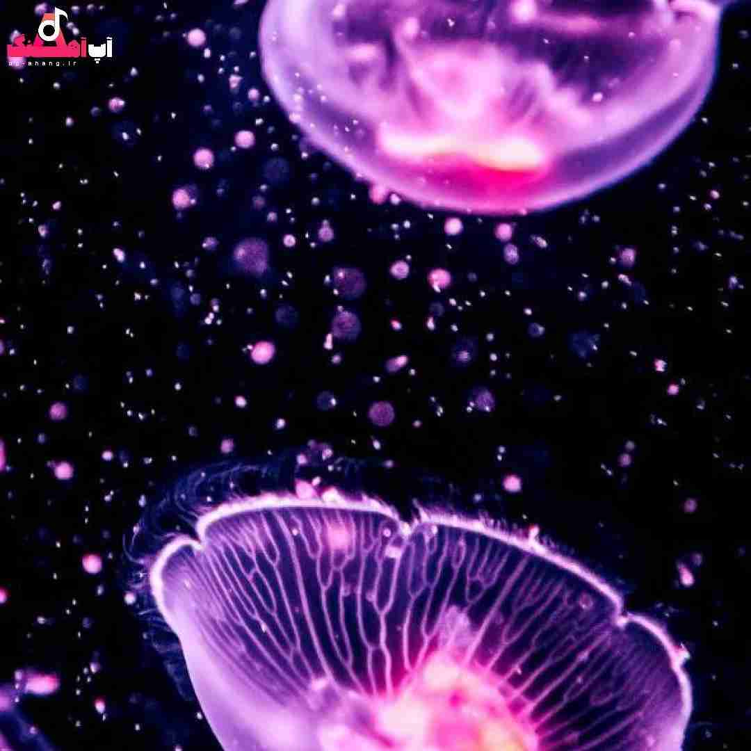 دانلود آهنگ موها فرن حاجی تیمم دیگه فنریکه پشت چلسی