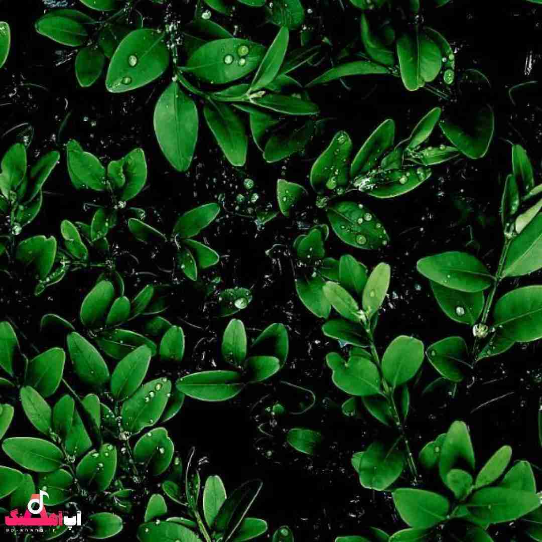 دانلود آهنگ دارم توی سرم یه صدای زوزه میشنوم میاد بوی خون