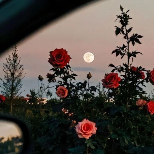 دانلود آهنگ وای از دستت دل من باز آروم نداره