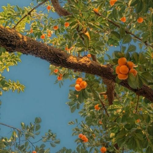 دانلود آهنگ ببینم توام واسم دلت تنگ شده برگرد قول میدم