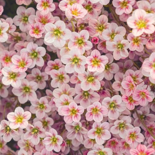 دانلود آهنگ عزیزم تویی عشق ابدی ماندگار مثل جورج و ارمنی