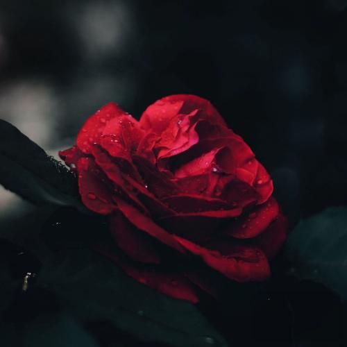 دانلود آهنگ مسلمانون فاطمه رحمانی